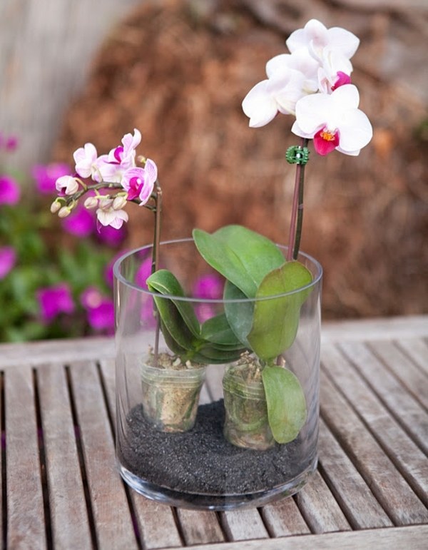 Orchidee Terrarium bepflanzen gießen Design Ideen