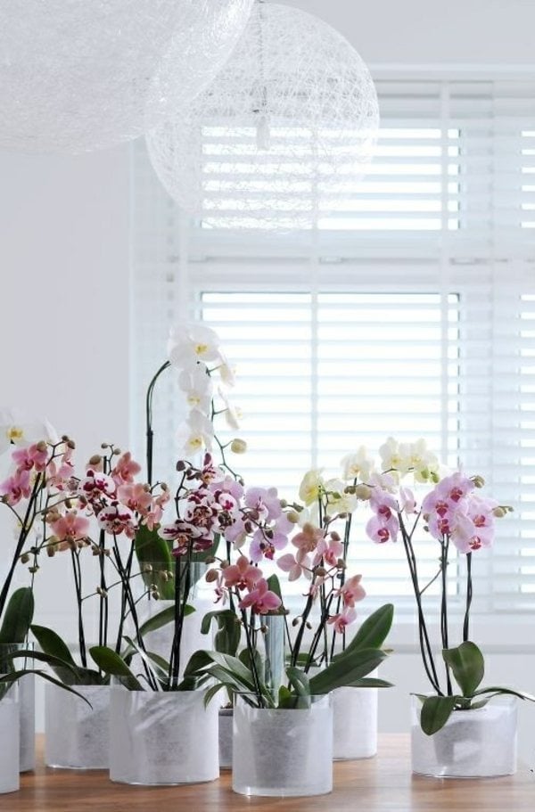 Orchideen Zucht Zimmerpflanzen Pflege Dünger