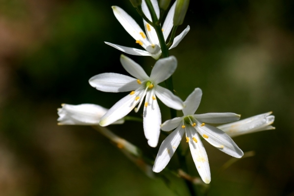 Pflanzen für Garten schattenliebend Anthericum-liliago Blüte