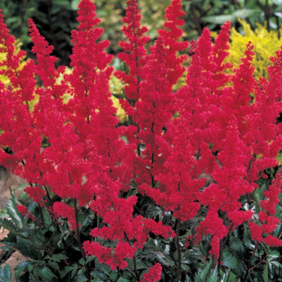 Astilbe Fanal Balkon Terrasse Garten Gestaltung