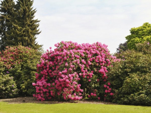 Rhododendron Sträucher Garten anlegen 