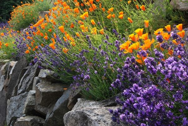 Steingarten Hanglage Lavendel-Blüten anlegen