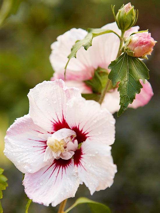beispiel für blumenreiche gartenplanung fiji rose scharon hibiscus