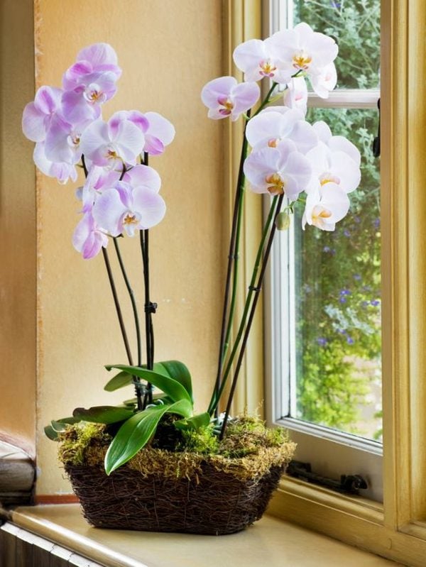 bekannte Zimmer Pflanzen Orchidee Design