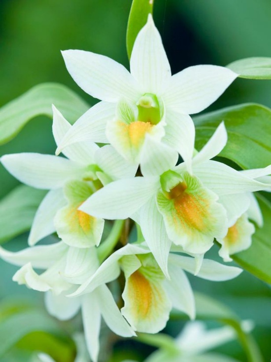 dendrobium Orchidee Arten pflegen Tipps