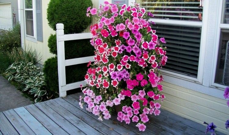 garten und terrasse petunien-pink-rosa-veranda-holz-gestalten