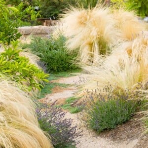 ideen-für-elemente-der-gartengestaltung-diverse-pflanzenarten