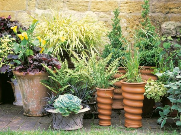 immergrüne Pflanzen Garten Ideen Keramik