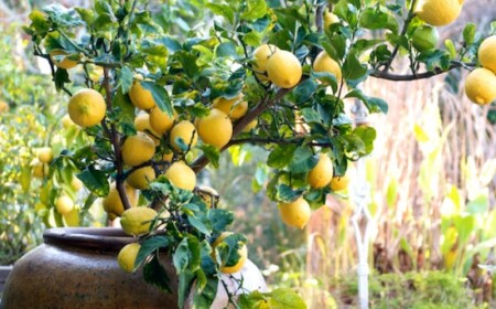 zitronenbaum-topf-kübel-garten-balkon-wachsen