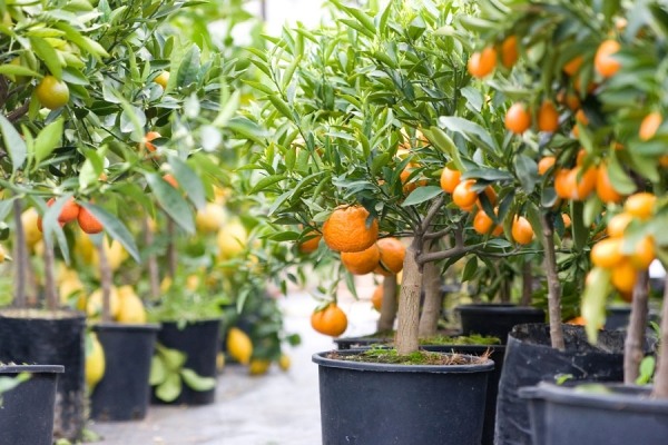 zwerg orangenbäume pflanzenkübel kleinen garten balkon