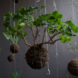 Hängende Blumentöpfe Bonsai Baum-züchten Tipps