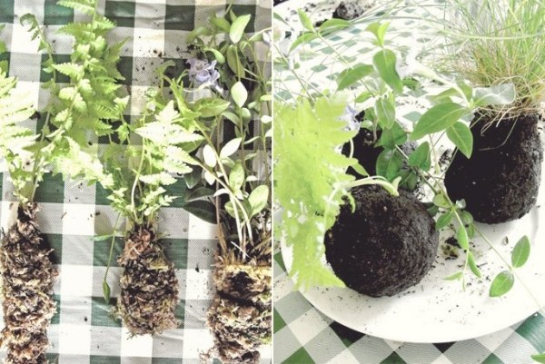 Hängende Zimmerpflanzen selbermachen Ideen-Kokedama Moosball