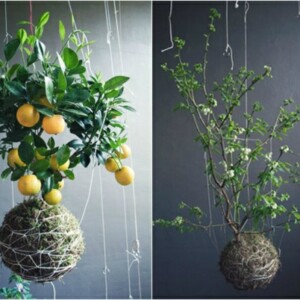 Zitronenbaum aufhängen Balkon coole Ideen Zimmerpflanzen pflegen