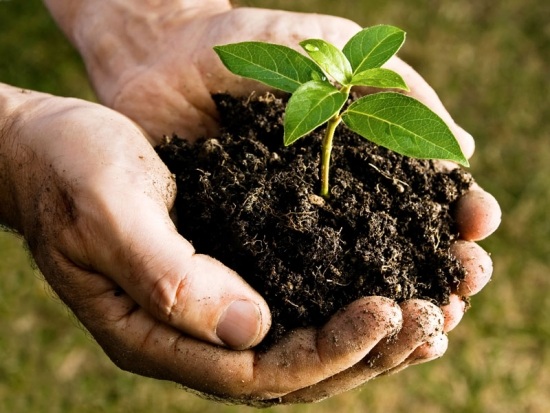compost sammeln zehn tipps für grüne lebensweise