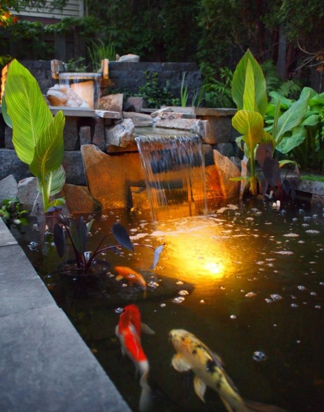 Asiatischer Garten-Koi Karpfen-Fisch Wassergarten Nachtbeleuchtung