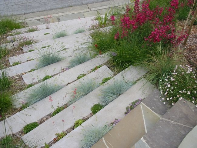 Blau Schwinger-Gartenpflanzen anbauen-Ziergräser Vorgarten-Treppen Gestaltung