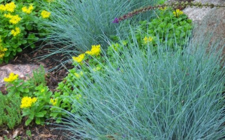 Blauschwingel perfekte Staude für Steingarten-winterhart wetterfest hitzeverträglich