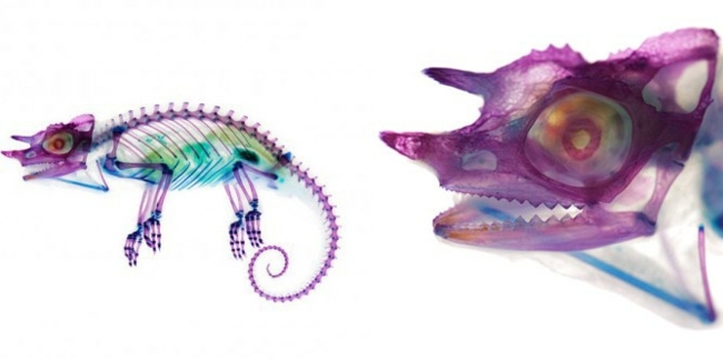Kunst Japan präpariert lila Farbe