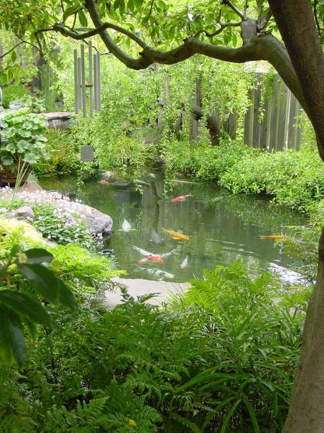 Garten Hinterhof Teich-anlegen-Ideen Koi Karpfen züchten