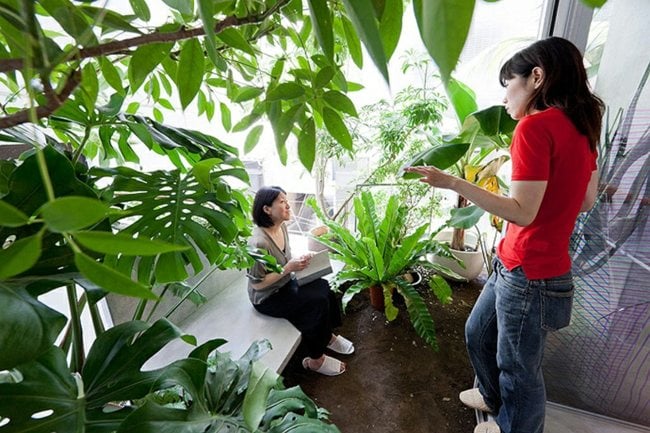 Balkon Begrünung Palmen immergrüne Pflanzen