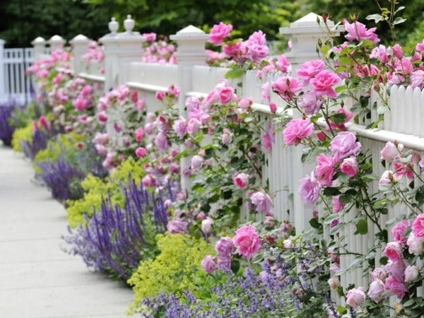 selber bauen weiß streichen Rosen Blumen Sichtschutz