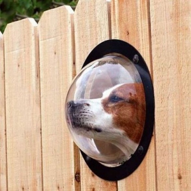 Hunde Fenster-Holzzaun Design Ideen kreativ