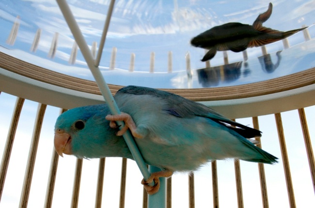 Aquarium Vogelkäfig Konzept Duplex