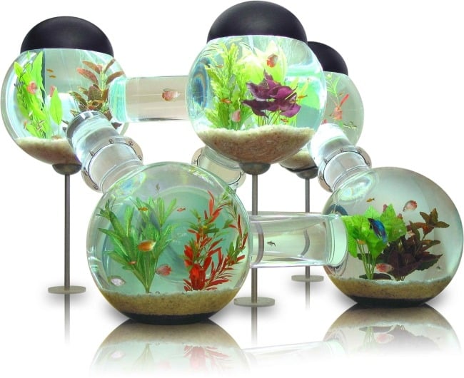 aquarium glaskugel fische geschlossenes system