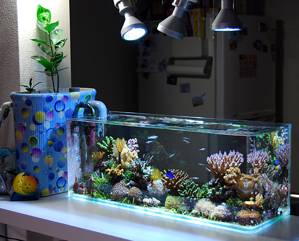 nano aquarium korallen fische lampen beispiel