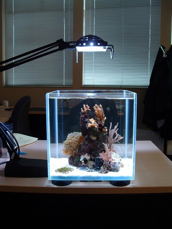 nano aquarium lampe korallen schreibtisch