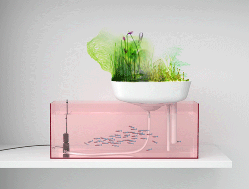 rosa aquarium schwimmender mini garten als filter