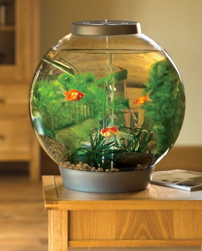 rundes aquarium design klein goldfische