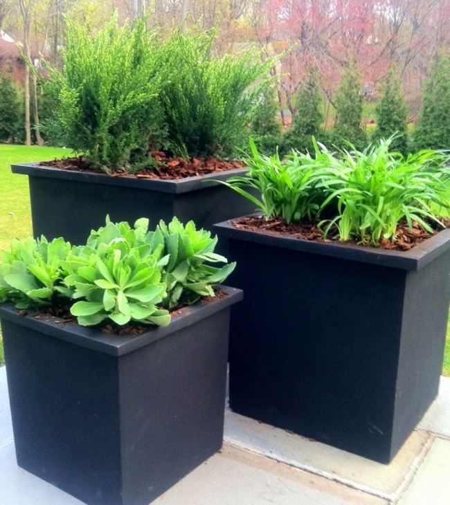 Garten Pflanzen Arten-Kübel modern-minimalistisch Immergrün