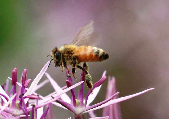 Lauch Garten-Tipps Pflanzen Honigbienen-anlocken Idee 