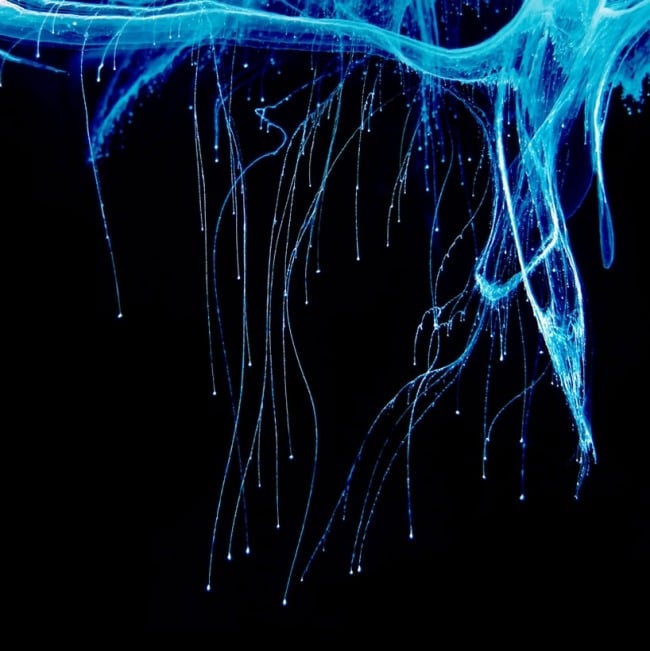 Mark Mawson Tinte unter Wasser-tropfen lassen-fotografieren  Momente festhalten