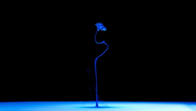 Mark Mawson-Unterwater-Kunst Fotografien-blau Blumen Muster