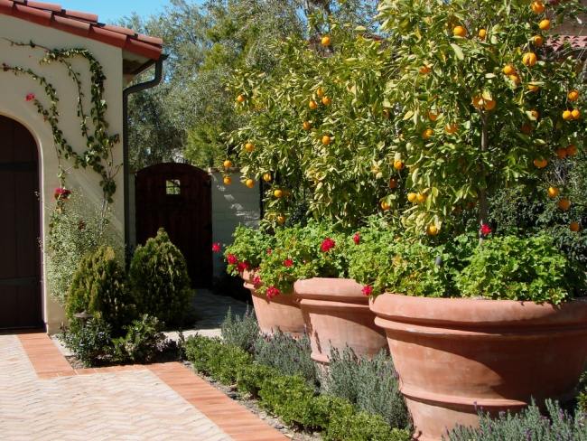 Mediterraner Garten Elemente-Terracotta Pflanzgefäße-Zitronen Baum anbauen