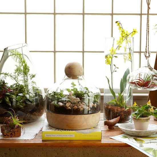 Zimmerpflanze Terrarium Ideen Marmaladengläser ausfüllen-Dekoration 