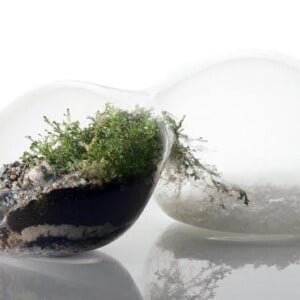 erdnuss-form-terrarium-designs-mini-garten