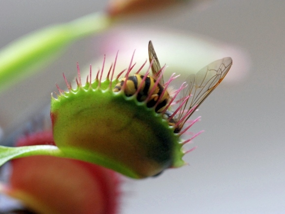 insekten fressende pflanzen zuhause problem insekten lösen