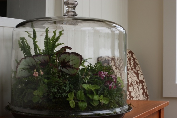 glas gefäß designer terrarium als mini garten