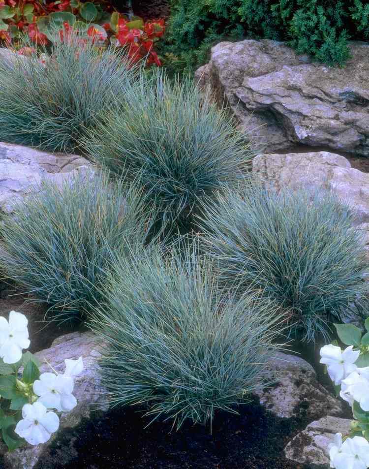 Pflanzen für Steingarten blauschwingel-Festuca-glauca-Blaufuchs