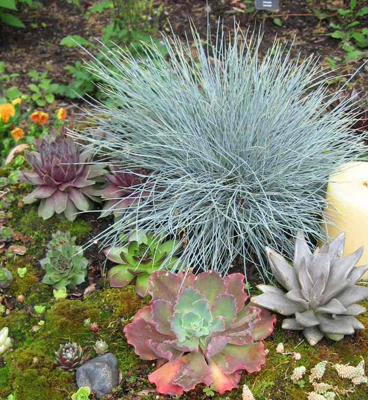 Pflanzen für Steingarten blauschwingel-sukkulenten-hauswurz