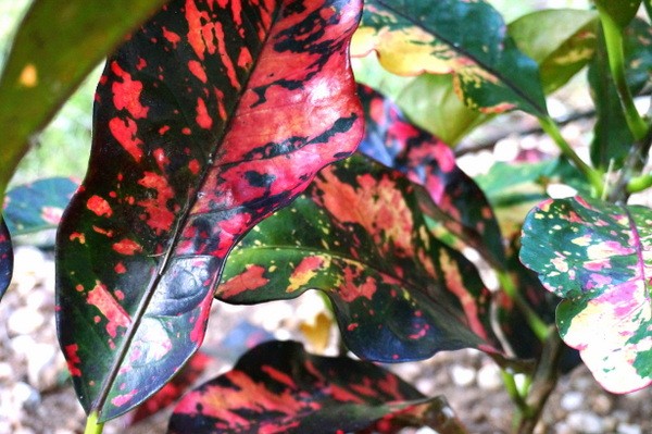Croton pflanze Bunte-blutrote Blätterfarbe Herbst im Garten