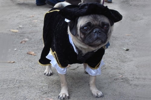 Hund Kostüm Mittelalter originelle Idee Halloween