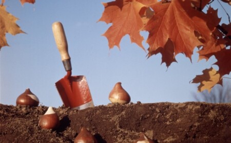 Welche Pflanzen im Herbst Frühjahrblüher Zwiebelblumen-Gartenarbeit