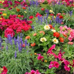 blumen-herbstgarten-trichterblume-üppig