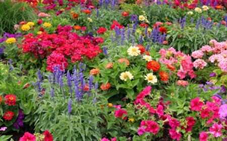 blumen-herbstgarten-trichterblume-üppig