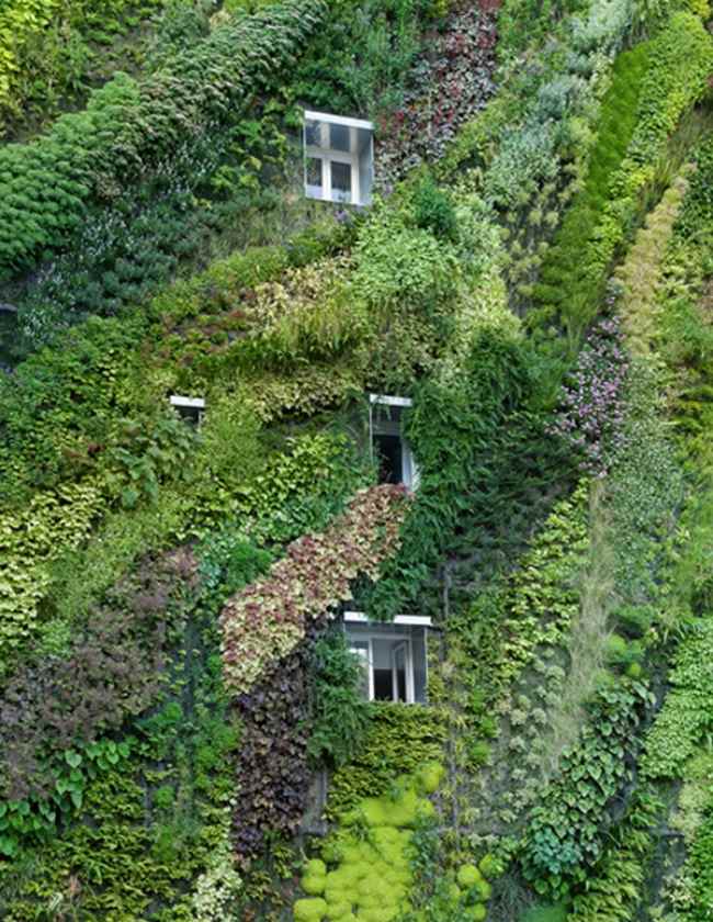 Extensive Fassade-Begrünt Ideen Umwelt Schutz Vorteile -nachhaltigkeit Ökologie