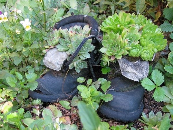 Gartendeko mit alten Stiefeletten Kinderschuhe-bepflanzt Sukulente-Gewürze